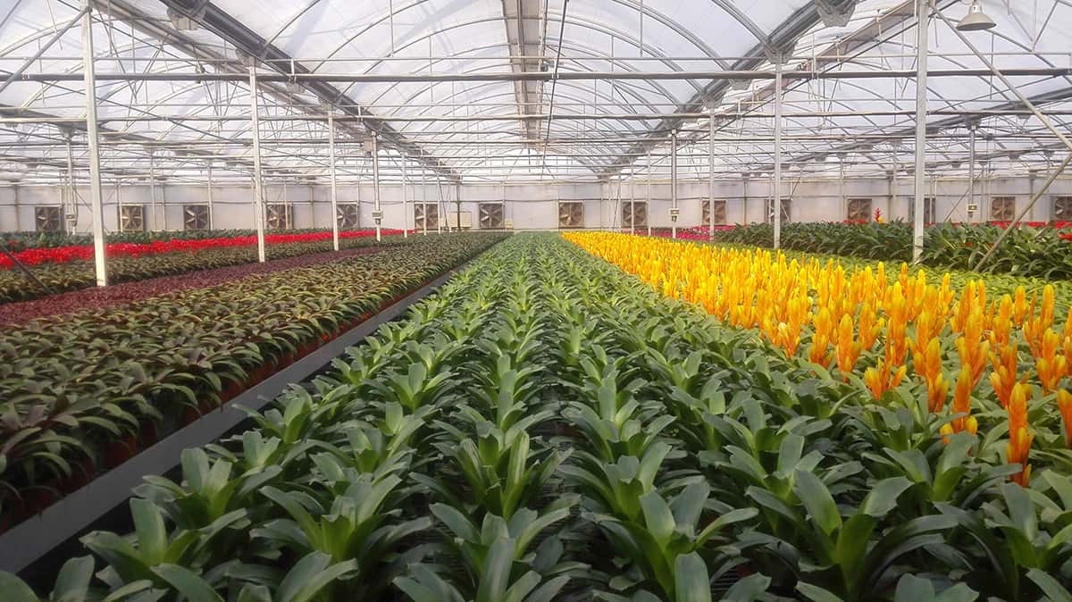 花卉薄膜温室